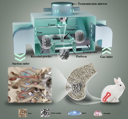 清華、北大、北醫(yī)三院聯(lián)合：高溫氧化處理3D打印鎂合金骨植入物結(jié)構(gòu)優(yōu)化及體內(nèi)外生物降解行為